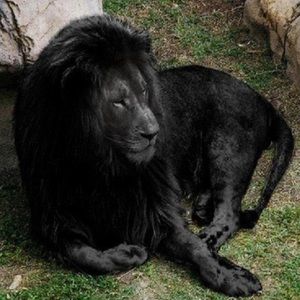 Meet your Posher, Donald